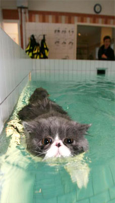 плавающий кот